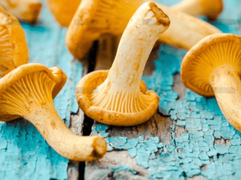 demo-attachment-1548-fresh-chanterelle-mushrooms-on-a-wooden-P5YD4CZ@2x